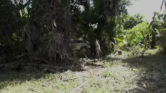 clips4sale Family Manipulation - Camping Creampie for Sis 480p