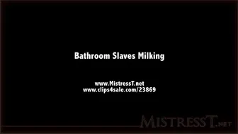 Mistress T _ bathroom slaves milking