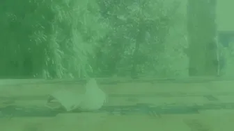 Doris Dawn Avocado The Aphrodisiac