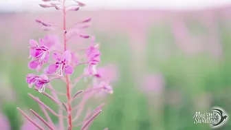 My Little Swallow  003 Slutty Wild Cat Play with Foreskin and Swallow Cum Outdoor My Little Swallow 1080p