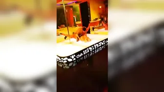 Blondie Fesser onlyfans Yesterday In the show 2019-05-05