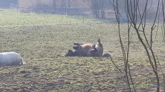 Blanche Bradburry onlyfans 20 06 18 28721112 02 Funny vids with my pets somethink from my life 1920x1080