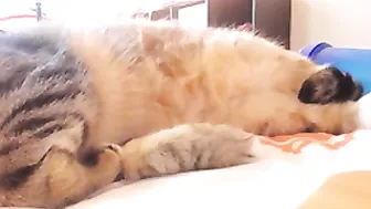 giselleb  naked webcam slut