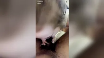 Layna Boo_Blowjob Show